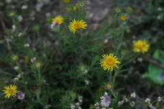 Pulicaria wightiana